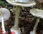 قارچ‌های سمی، تفاوت بارزی با قارچ خوراکی ندارند