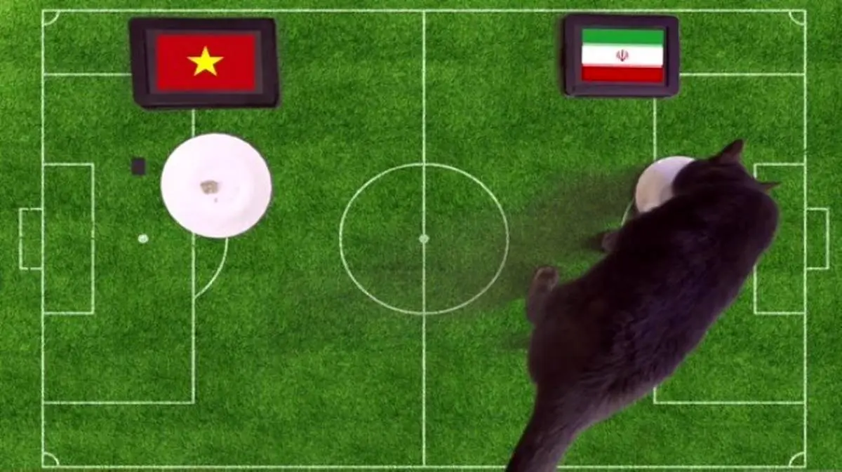 گربه پیشگوی نتیجه بازی ایران و ویتنام  را پیش بینی کرد+عکس