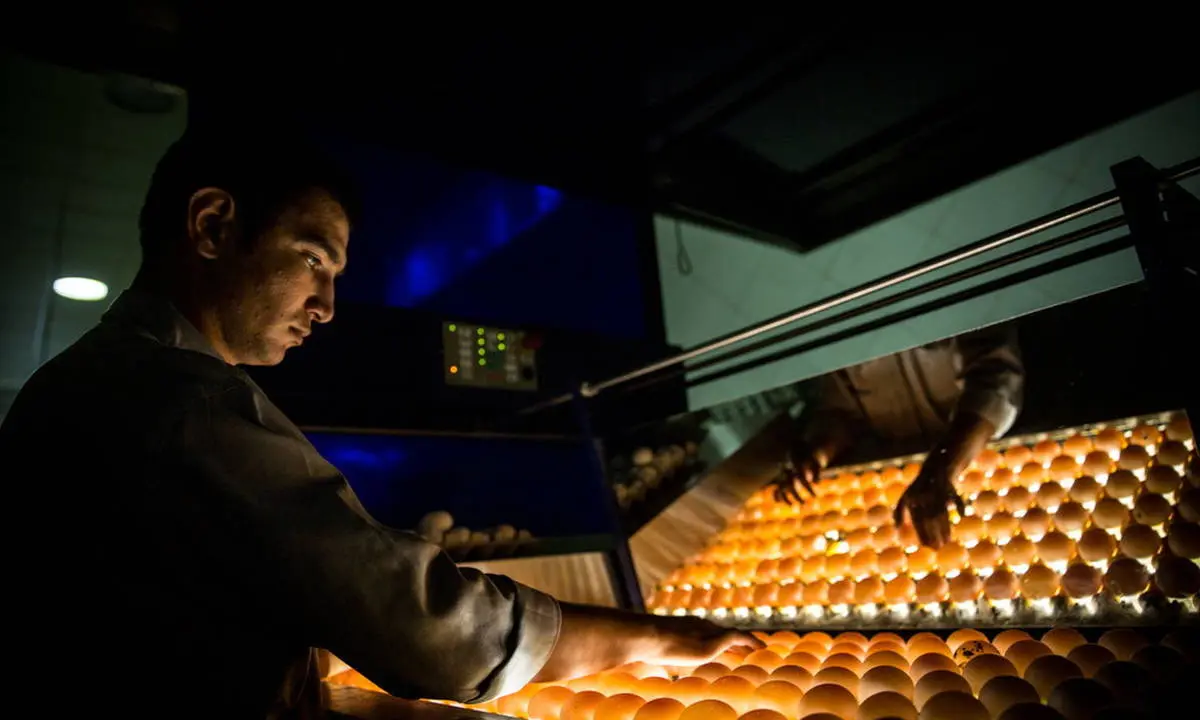 عکس/تخم مرغ بر مدار دانه ای 1000 تومان و گشت ما در کارخانه تولید تخم مرغ!