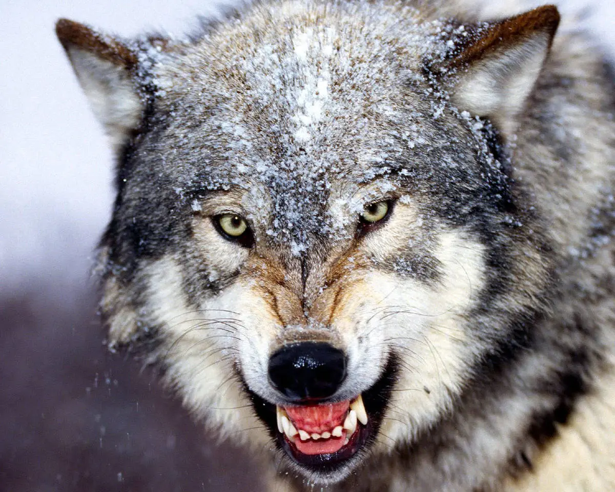 گرگ‌ها مرد کوهرنگی را خوردند | عکس 