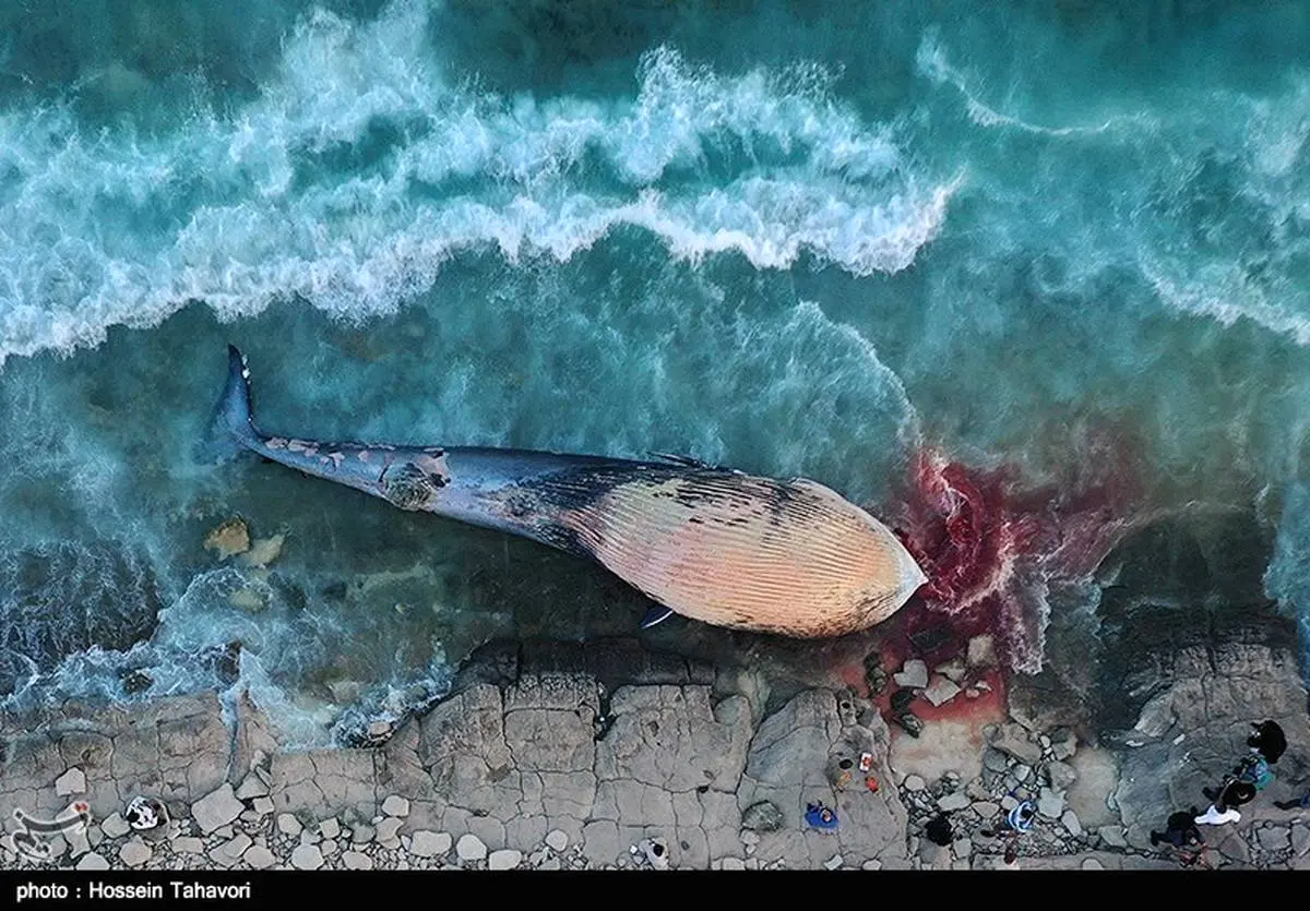 گزارش تصویری: لاشه یک نهنگ در ساحل سیمرغ کیش