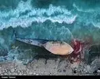 گزارش تصویری: لاشه یک نهنگ در ساحل سیمرغ کیش