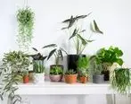 فواید خرید و نگهداری گل و گیاه در خانه