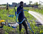 سویا، کشاورزان غنایی را به بورس کالا برد 