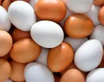 قیمت جدید تخم مرغ | تخم مرغ گران تر از گوشت  مرغ شده است 