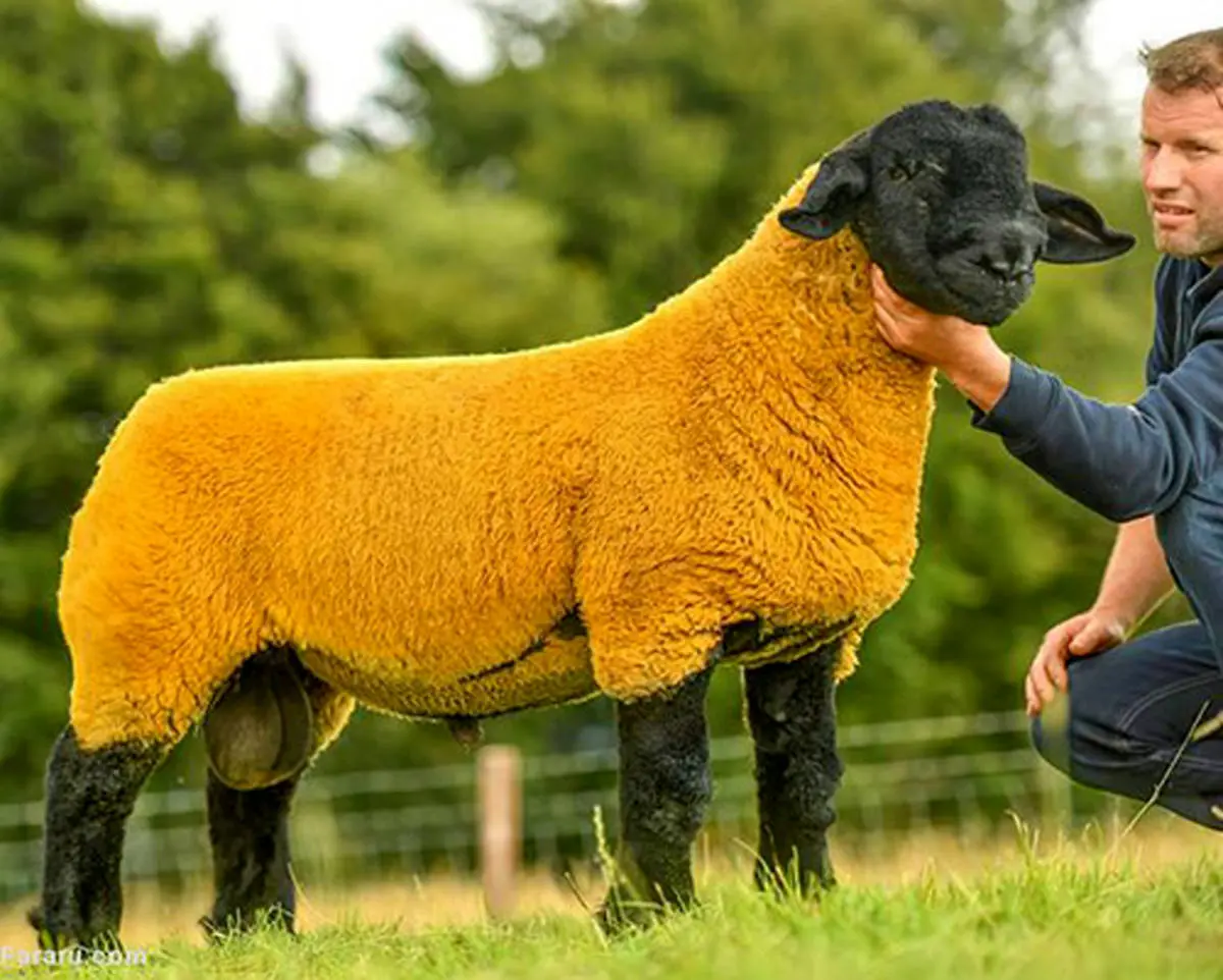 گوسفند ۵۲هزار دلاری در حراجی ایرلند!
