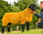 گوسفند ۵۲هزار دلاری در حراجی ایرلند!