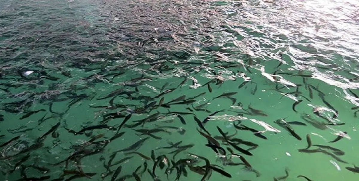 ذخیره‌سازی ۳۰۰ هزار بچه ماهی در قشم