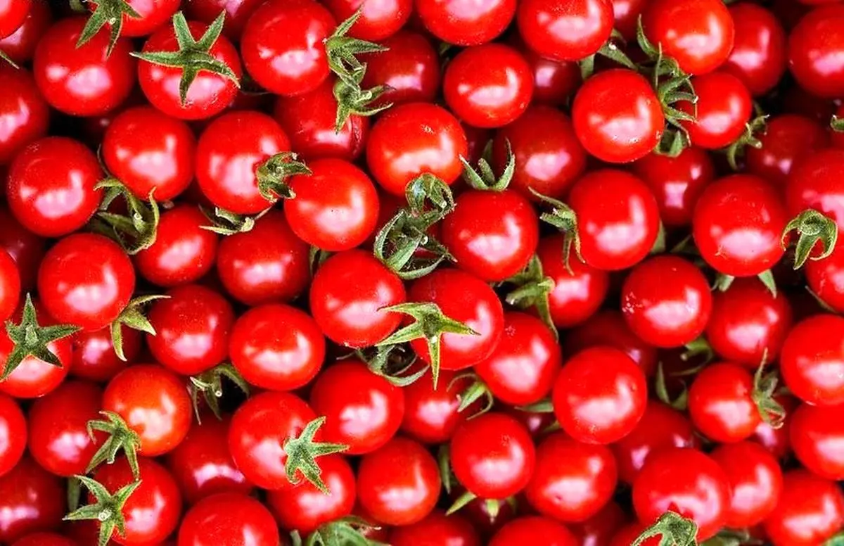 عرضه گوجه فرنگی ۹ هزار تومانی از امروز