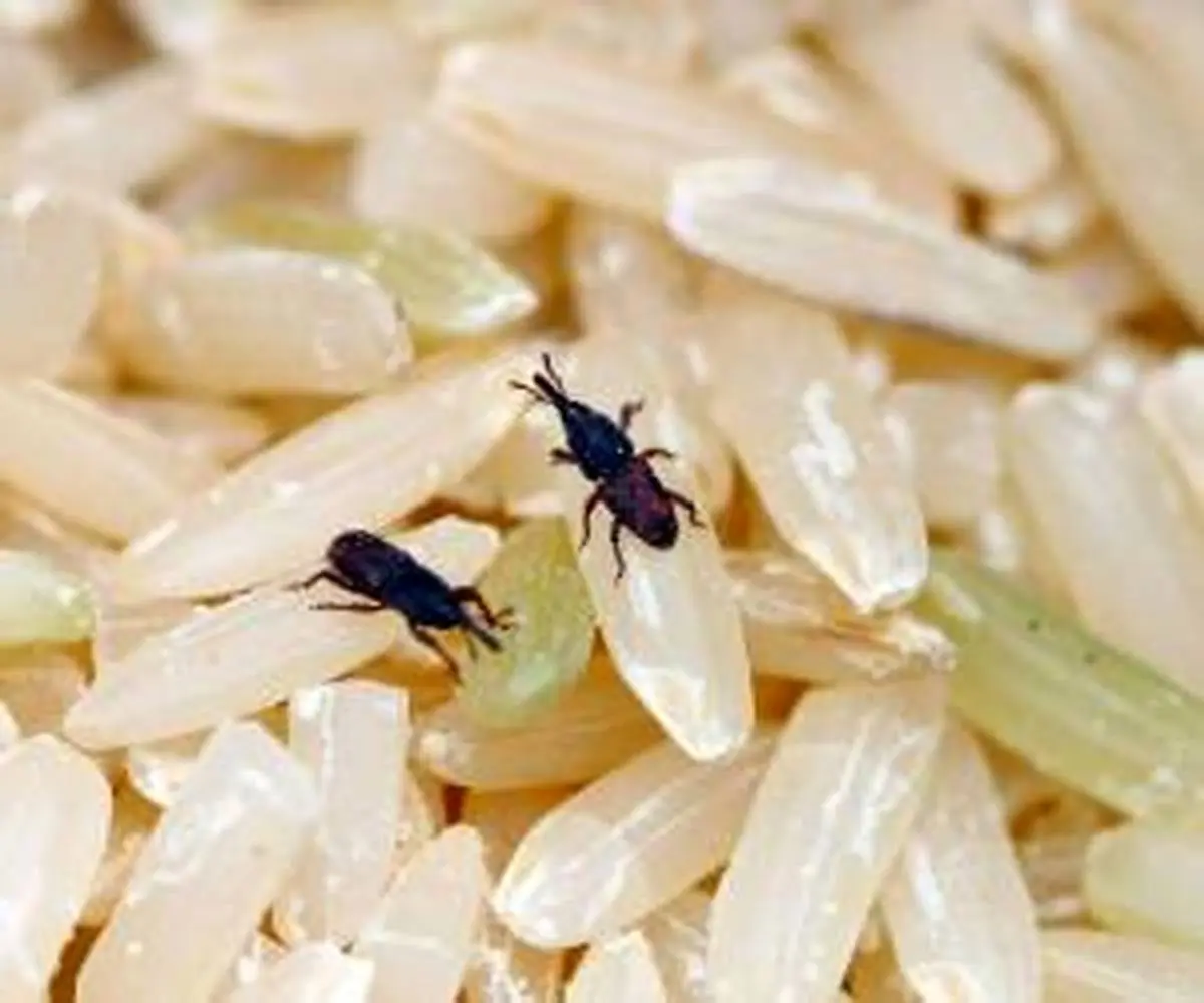 قوی ترین ترفند برای از بین بردن حشره برنج چیست