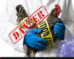 ۱۲ استان در معرض تهدید آنفلوانزای فوق حاد پرندگان