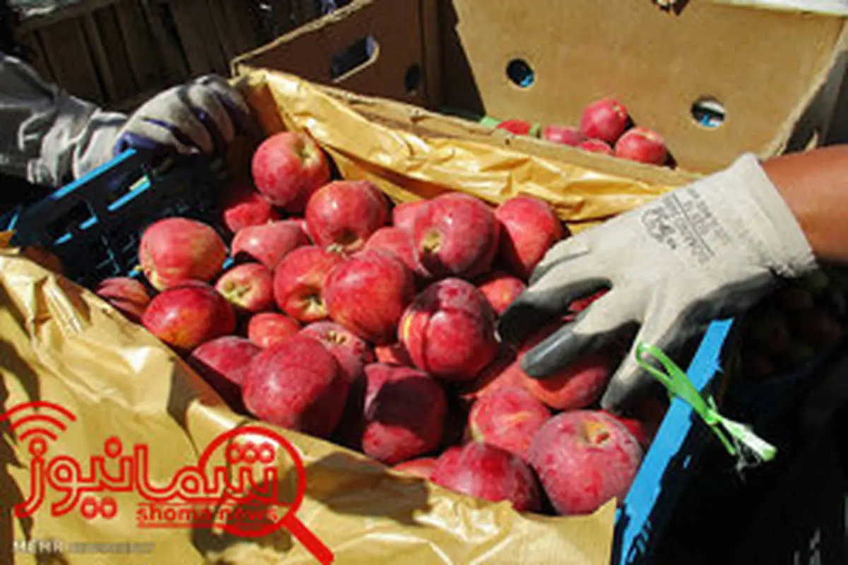 رفع ممنوعیت صادرات سیب ایرانی به عراق