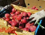 رفع ممنوعیت صادرات سیب ایرانی به عراق