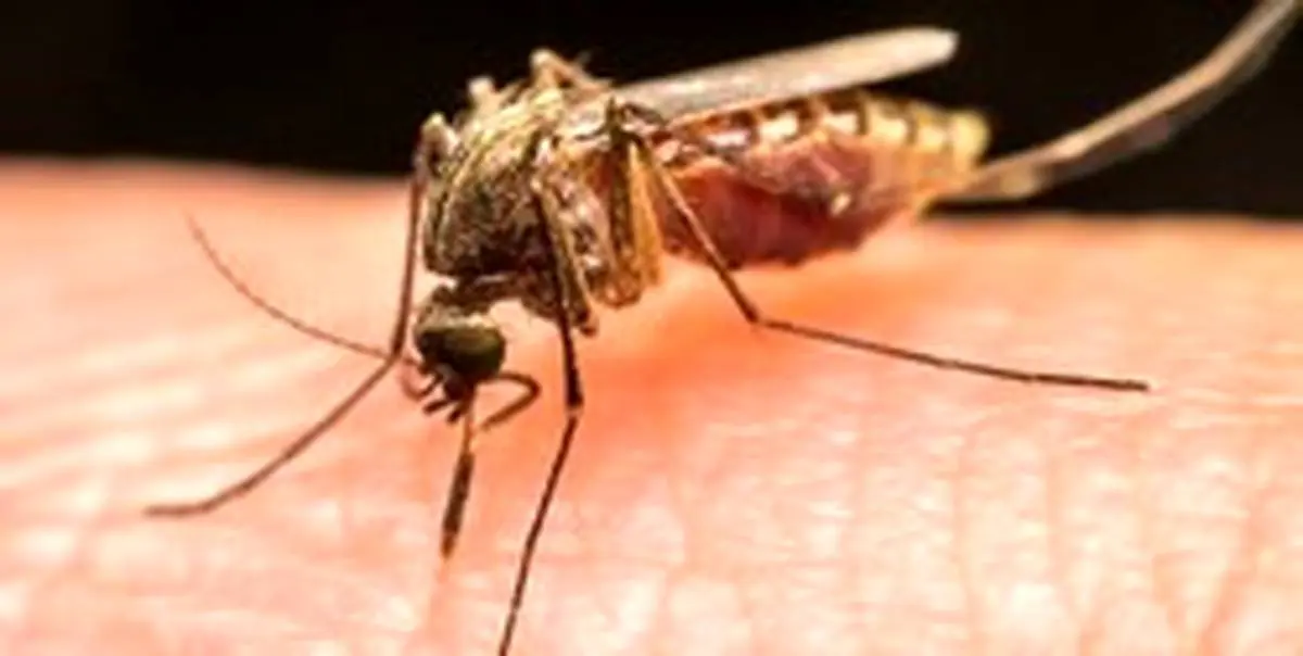 شناسایی سریع ویروس پشه‌ها با بررسی فضولات آن‌ها