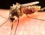 شناسایی سریع ویروس پشه‌ها با بررسی فضولات آن‌ها