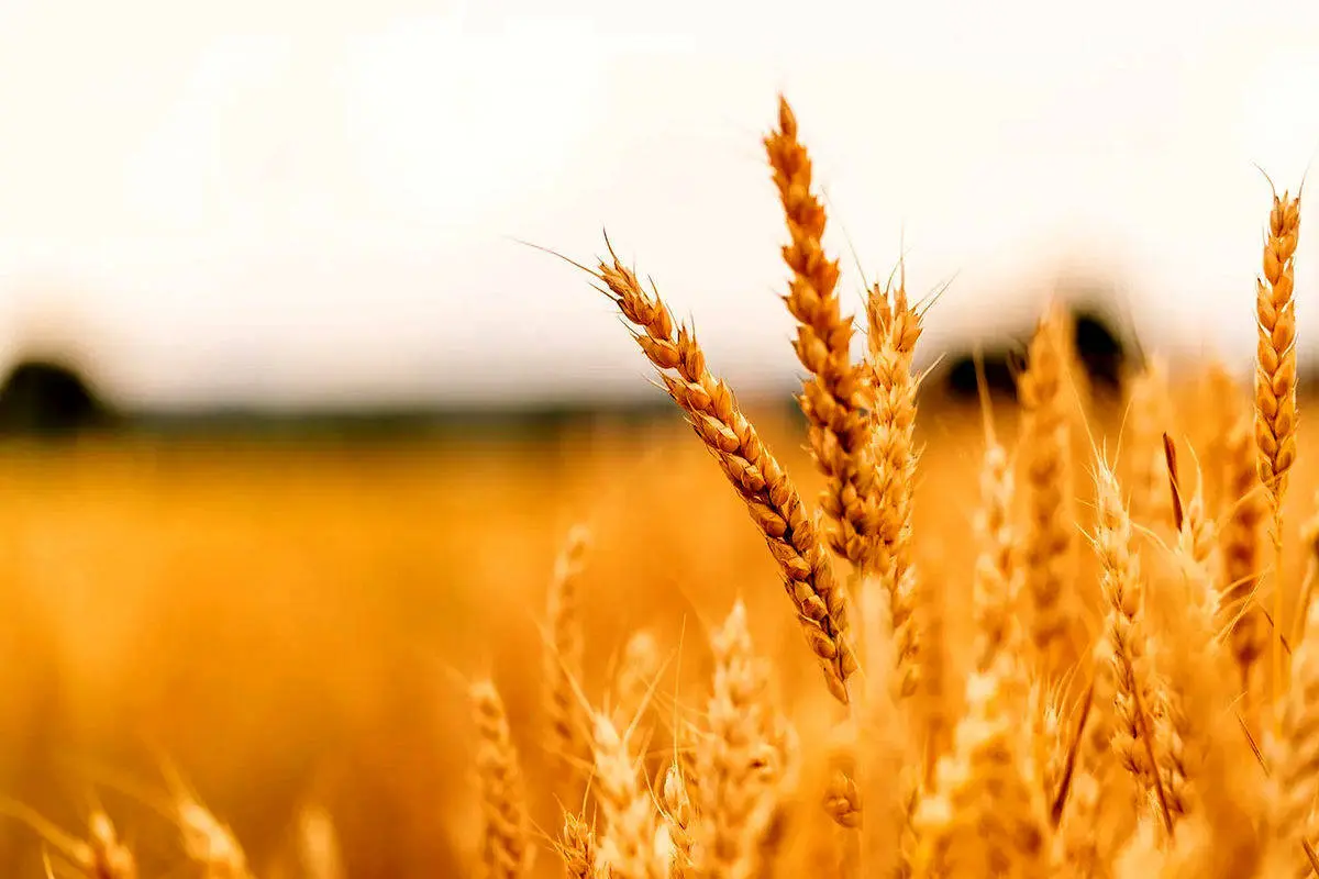  توفیق دولت سیزدهم در رکوردزنی خرید تضمینی و خودکفایی در تولید گندم نان