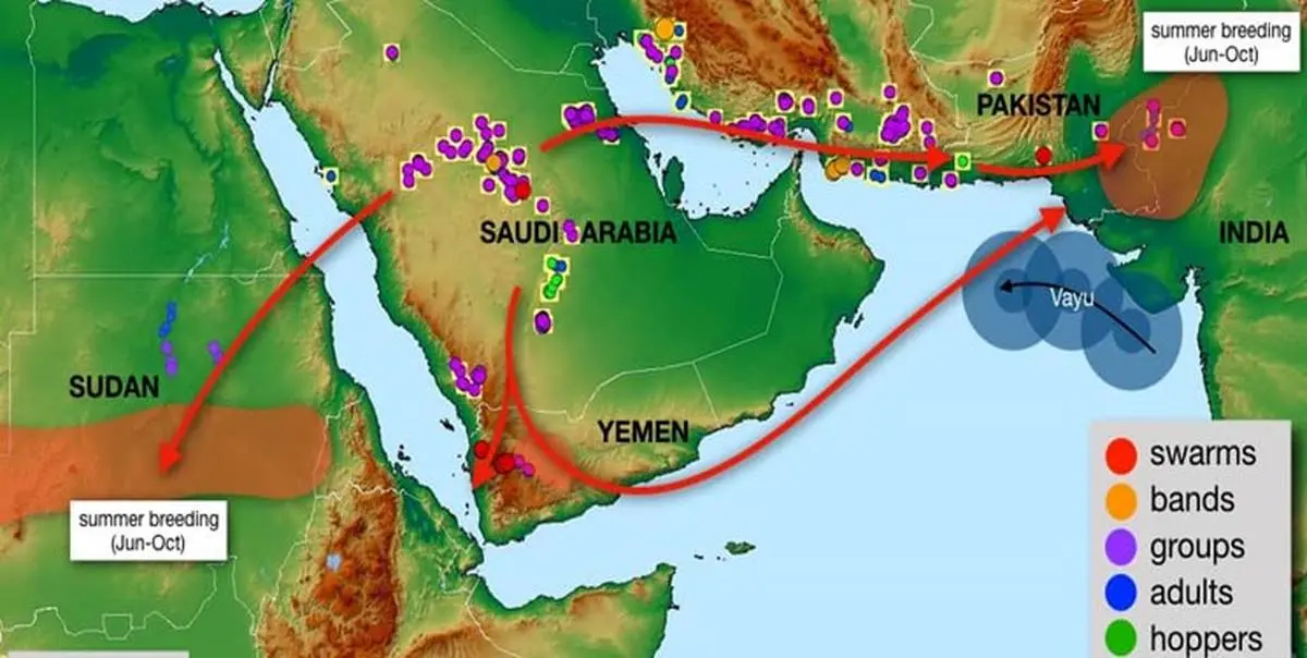 جزئیات حمله ملخ خا به هرمزگان