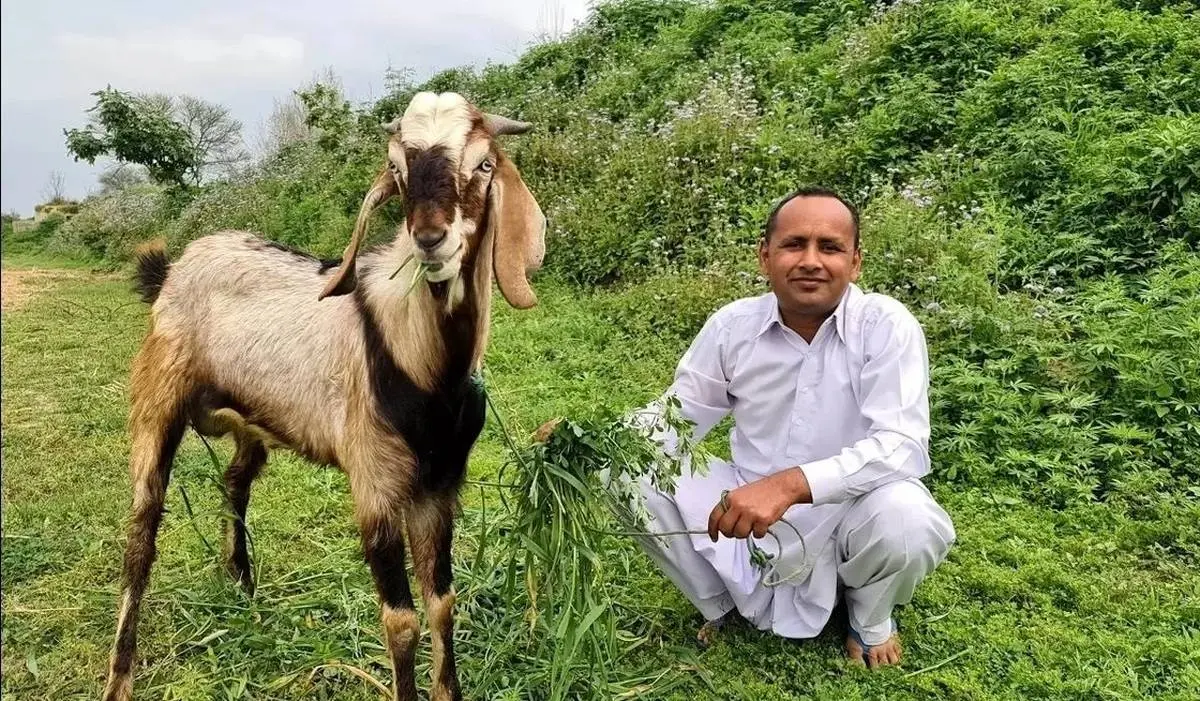 درست کردن آبگوشت پلو با بز ۱۸ کیلوگرمی توسط آشپز مشهور روستایی پاکستانی + فیلم