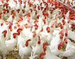 زیان ۲۵۰۰ تا ۳ هزار تومانی مرغداران در هر کیلوگرم مرغ