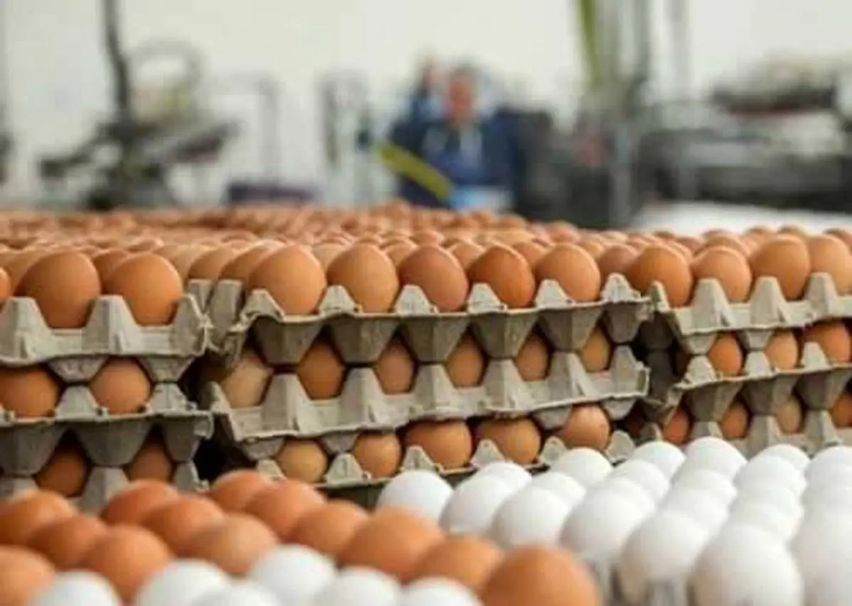 افزایش قیمت تخم‌مرغ چقدر است؟