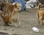 زن بی رحم 5 سگ را در تبریز دار زد + ویدئو