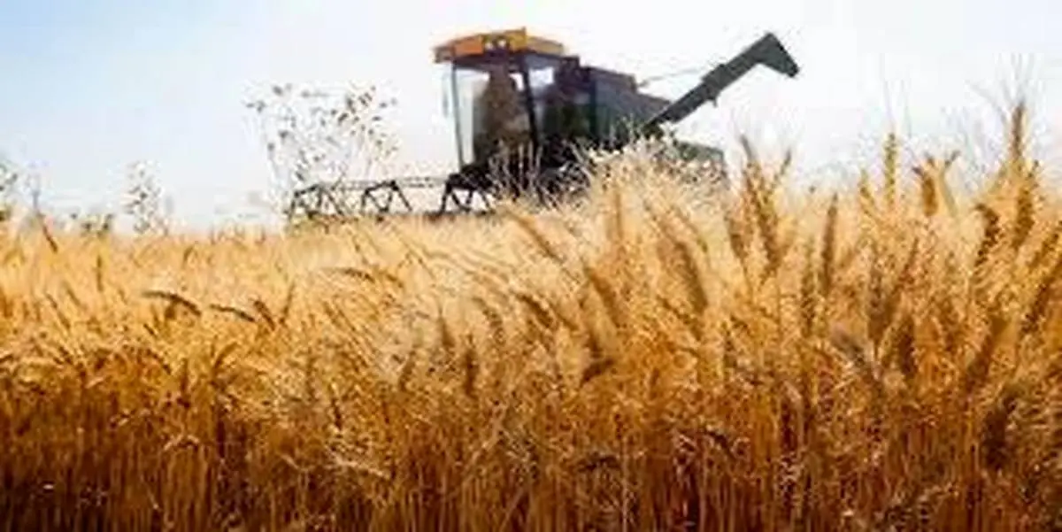 کشت ۱۴ هزار هکتار گندم قراردادی در فارس 