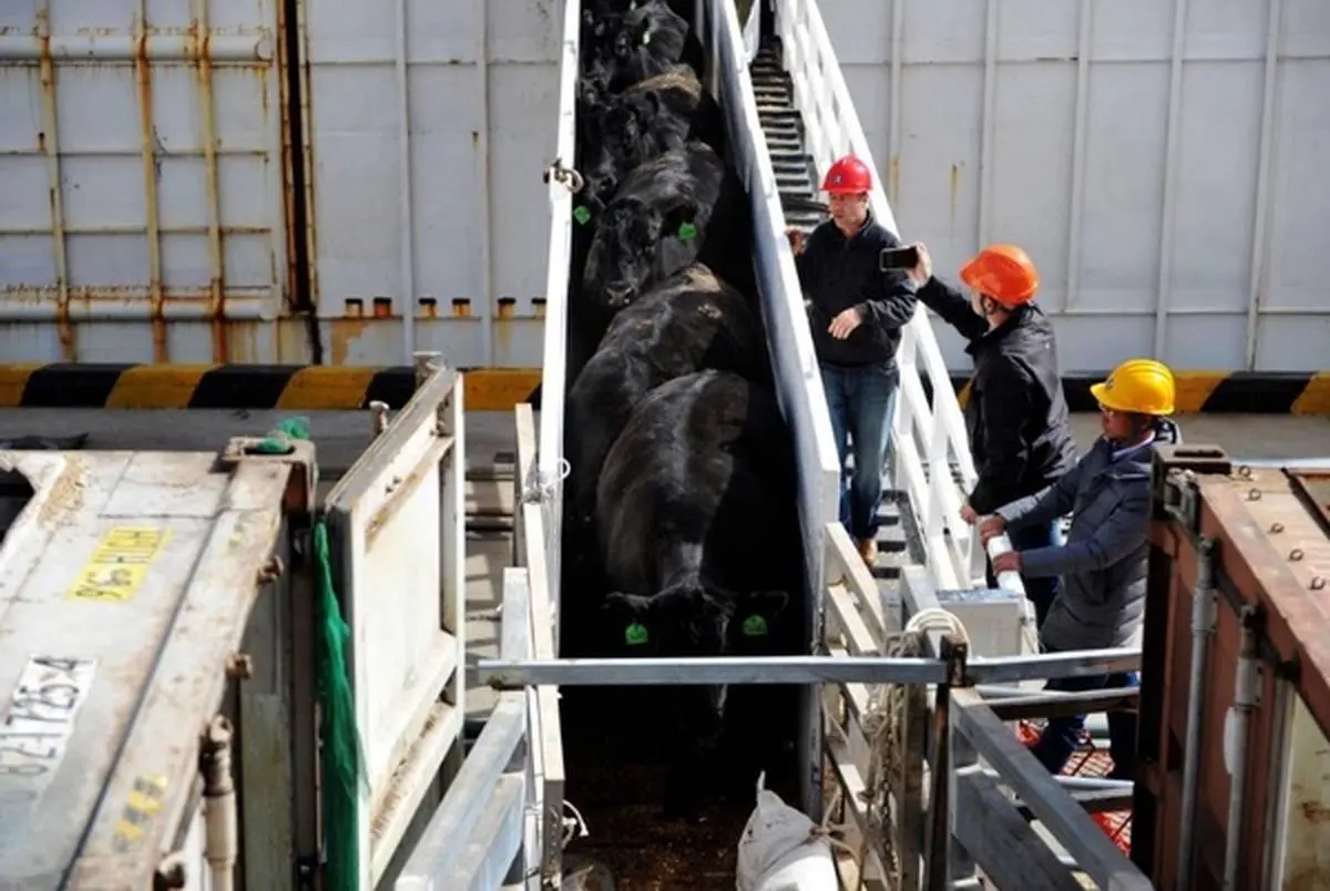 چین واردات گوشت گاو از ۴ شرکت استرالیایی را ممنوع اعلام کرد