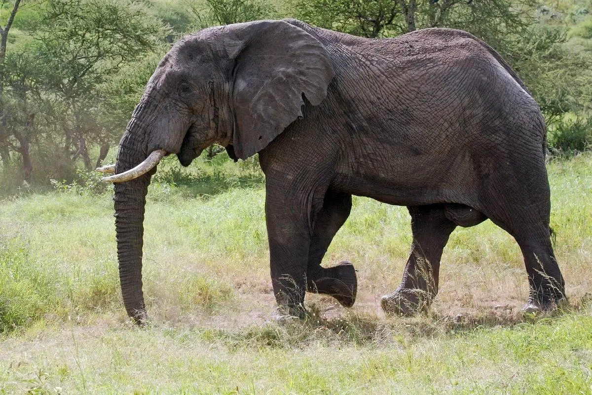 دلسوزی فیل عصبانی به شیر زخمی و توله‌هایش + فیلم