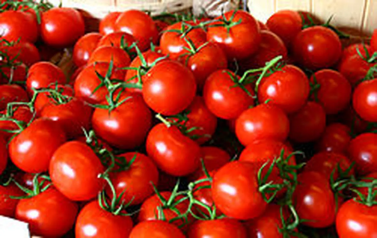 قیمت گوجه فرنگی ارزان می‌شود