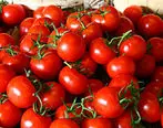قیمت گوجه فرنگی ارزان می‌شود