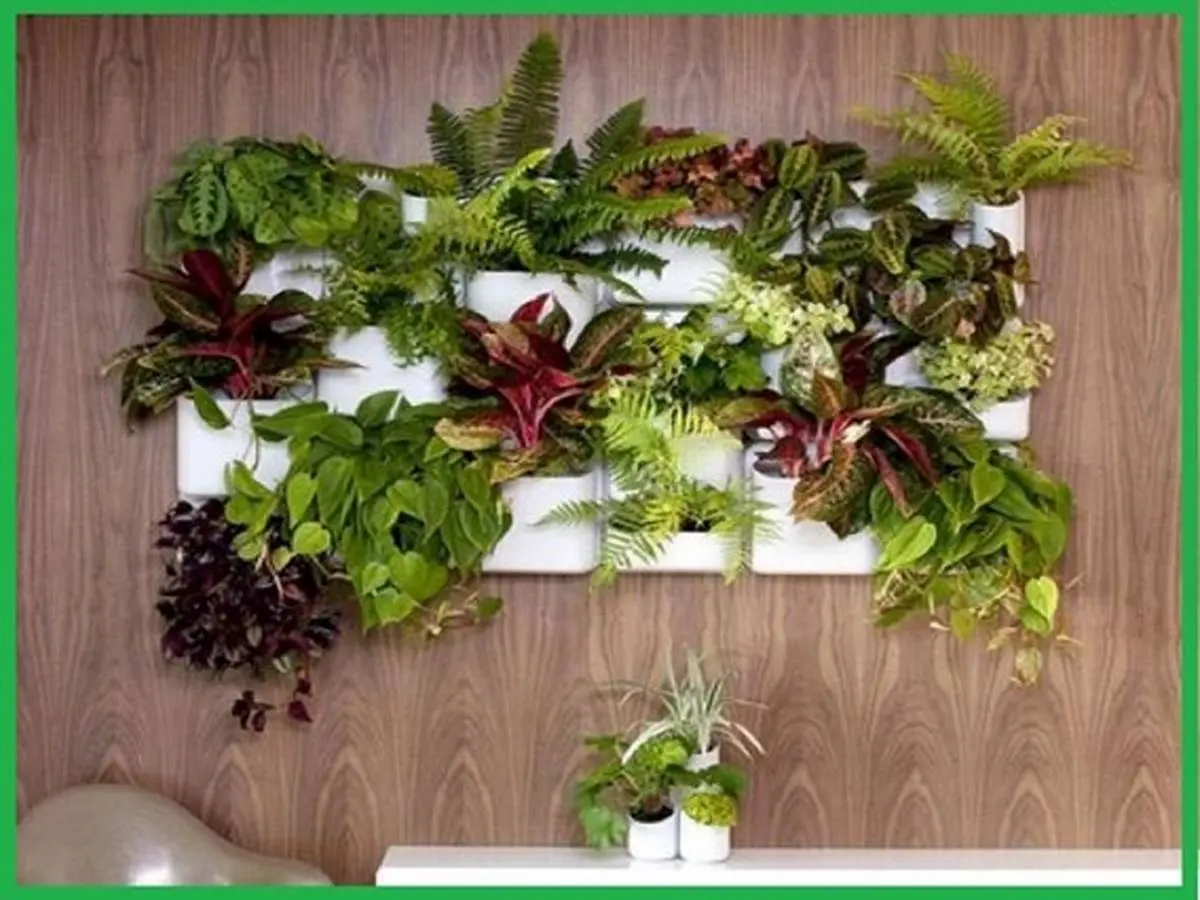 کدام گیاهان برای اجرای دیوار سبز مناسب هستند ؟