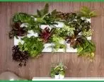 کدام گیاهان برای اجرای دیوار سبز مناسب هستند ؟