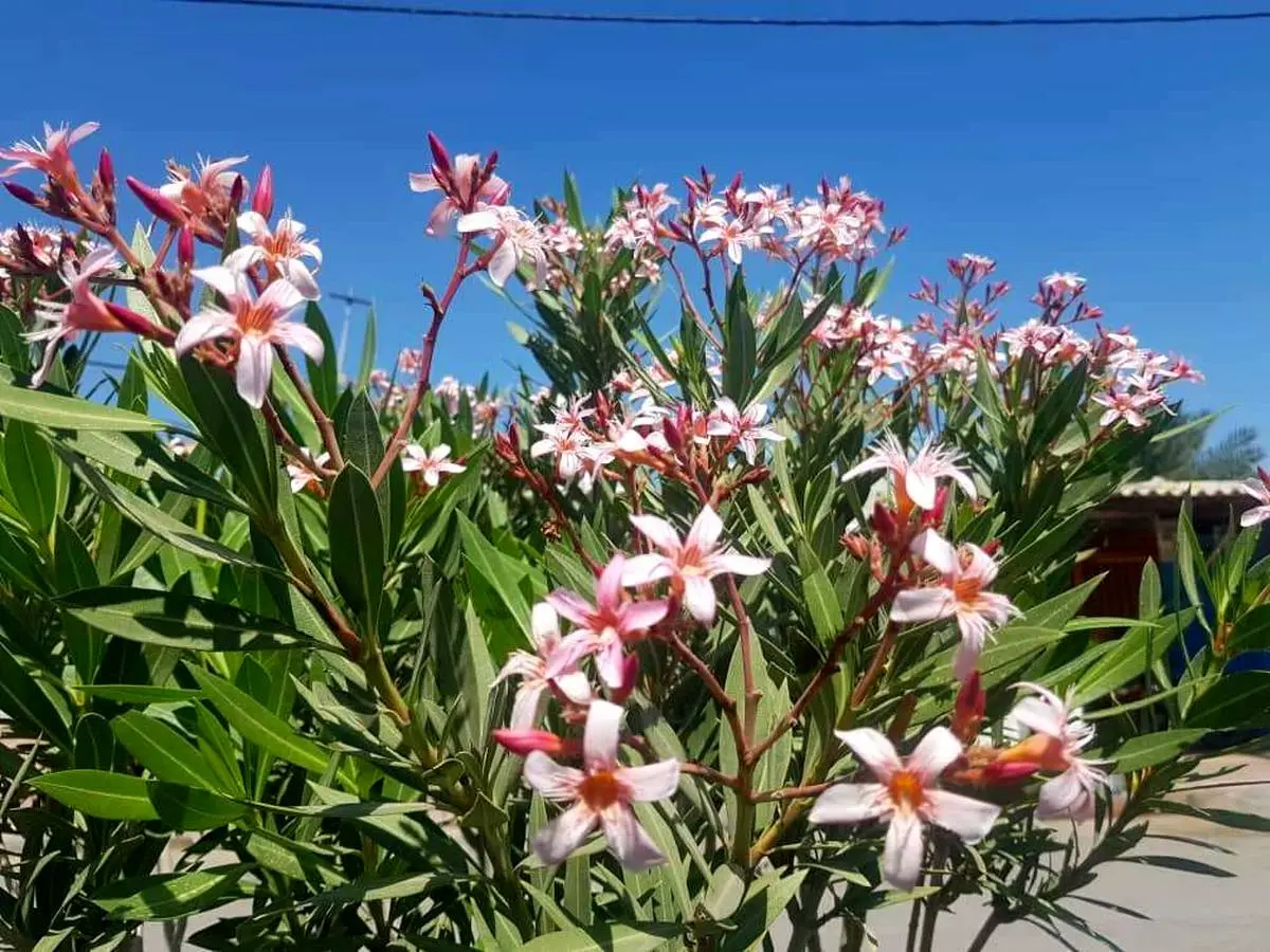 افزایش سطح زیر کشت ۷ گونه درخت گلدار در فضای سبز جزیره قشم