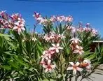 افزایش سطح زیر کشت ۷ گونه درخت گلدار در فضای سبز جزیره قشم