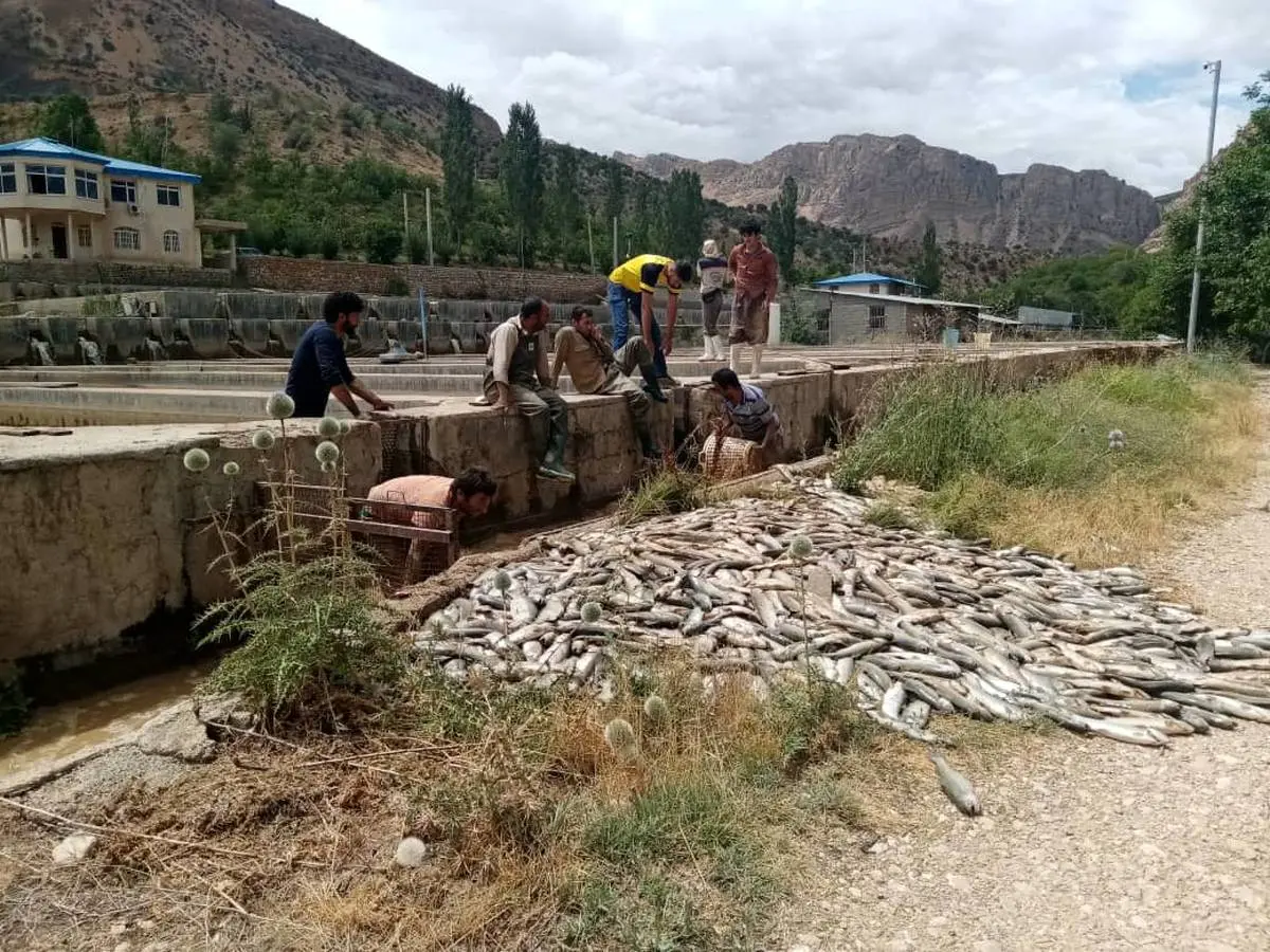 خسارت 237 میلیاردی سیل به مزارع پرورش ماهی فارس