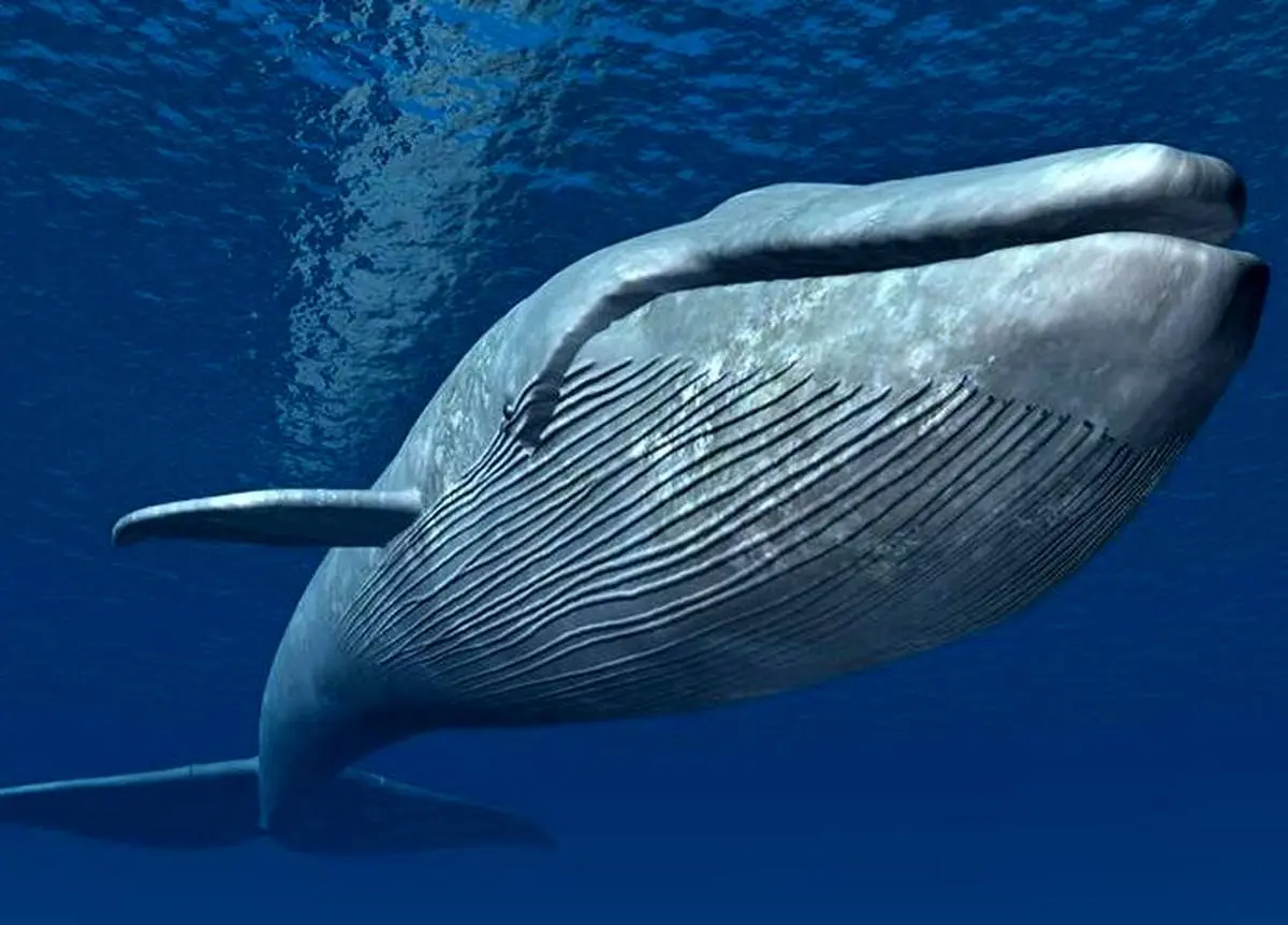 تصویری باورنکردنی از قلب نهنگ آبی|  قلب نهنگ آبی 600 کیلو وزن  دارد!