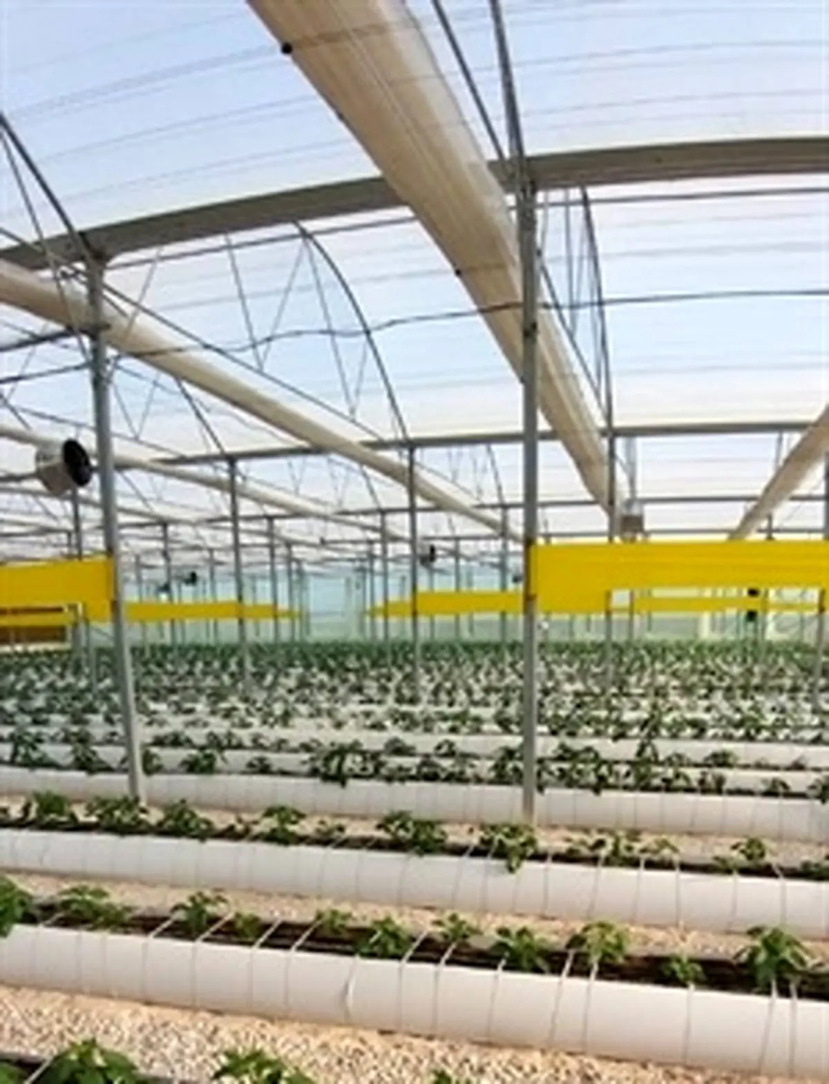 احداث گلخانه سبزی و صیفی با حمایت 80 میلیاردی بانک کشاورزی در استان بوشهر