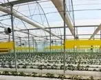 احداث گلخانه سبزی و صیفی با حمایت 80 میلیاردی بانک کشاورزی در استان بوشهر