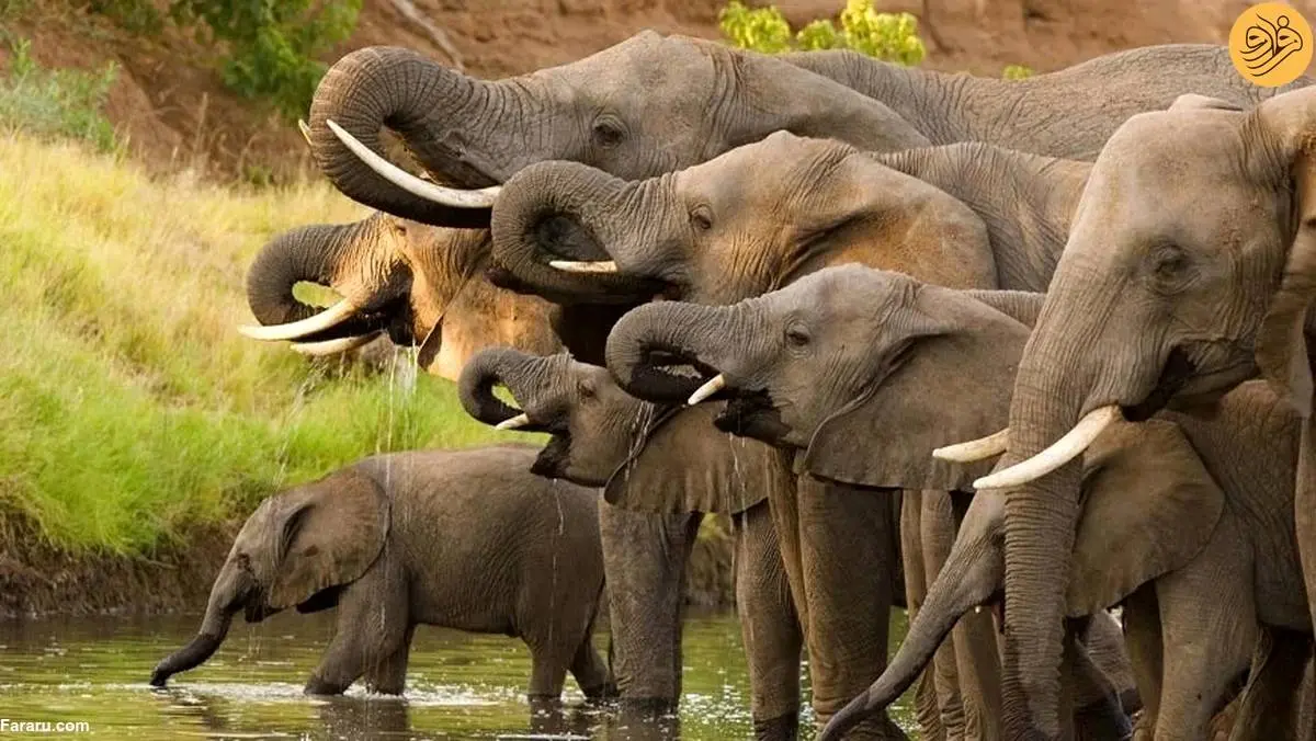 محافظت رنجر‌ها از فیل‌هایی که در جستجوی غذا سفر می‌کنند + فیلم
