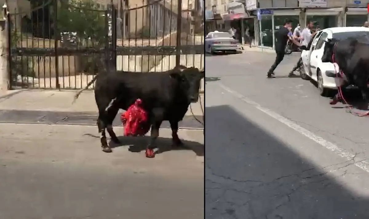 گاو زخمی و قصاب خیابان های تهرانسر را بهم ریخت! + ویدئو