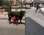گاو زخمی و قصاب خیابان های تهرانسر را بهم ریخت! + ویدئو