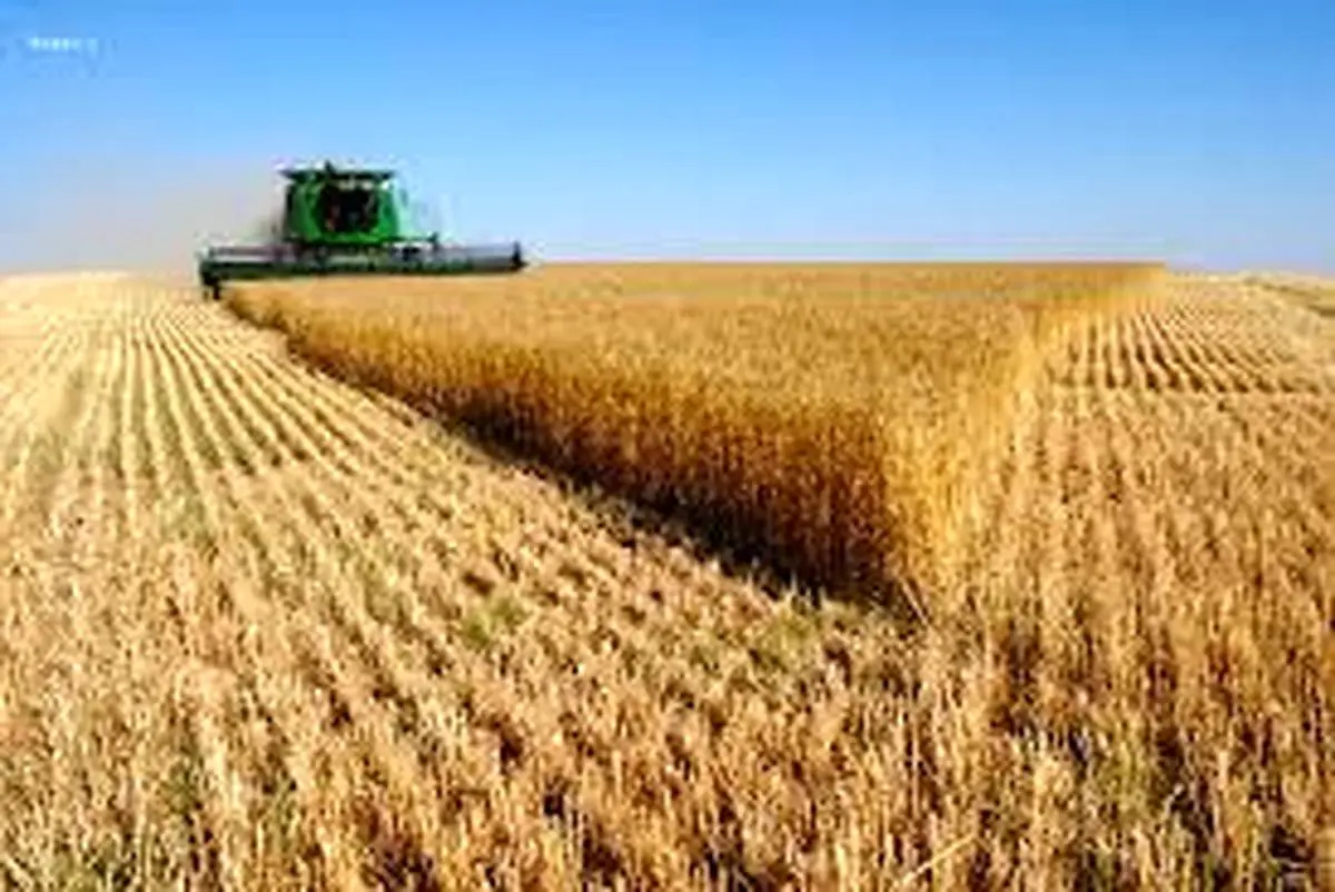 ۷۳ درصد از گندم تولیدی فارس خریداری شد