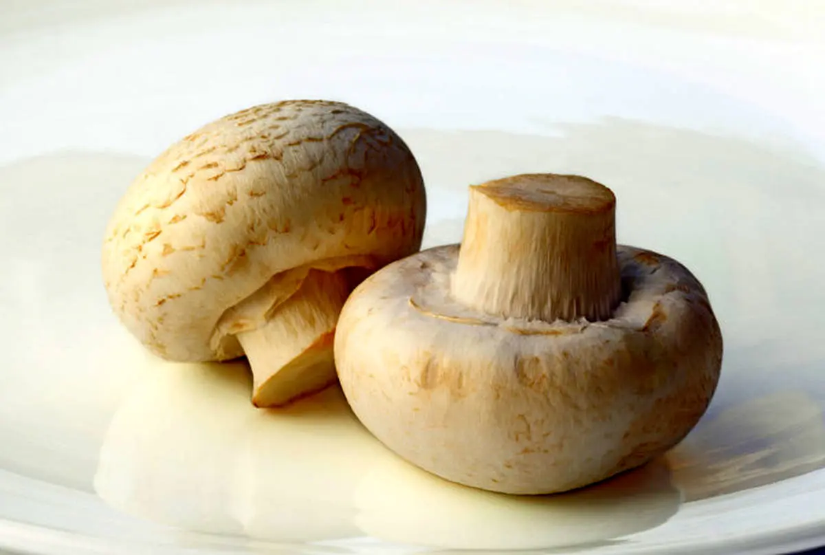 آیا مصرف قارچ برای سیستم ایمنی بدن  مفید است یا مخرب ؟