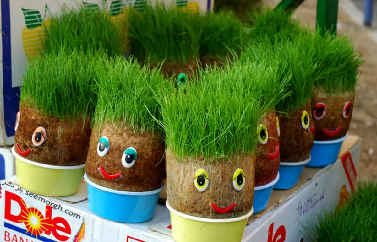 سبزه عید را خودتان در خانه بکارید |ایده‌های خلاقانه برای کاشت سبزه سفره هفت سین!