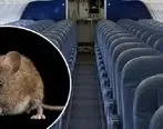 پیدا شدن موش در هواپیمای ایران ایر | ماجرا چیست؟