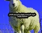 7 نژاد برتر گوسفند در جهان را بشناسید