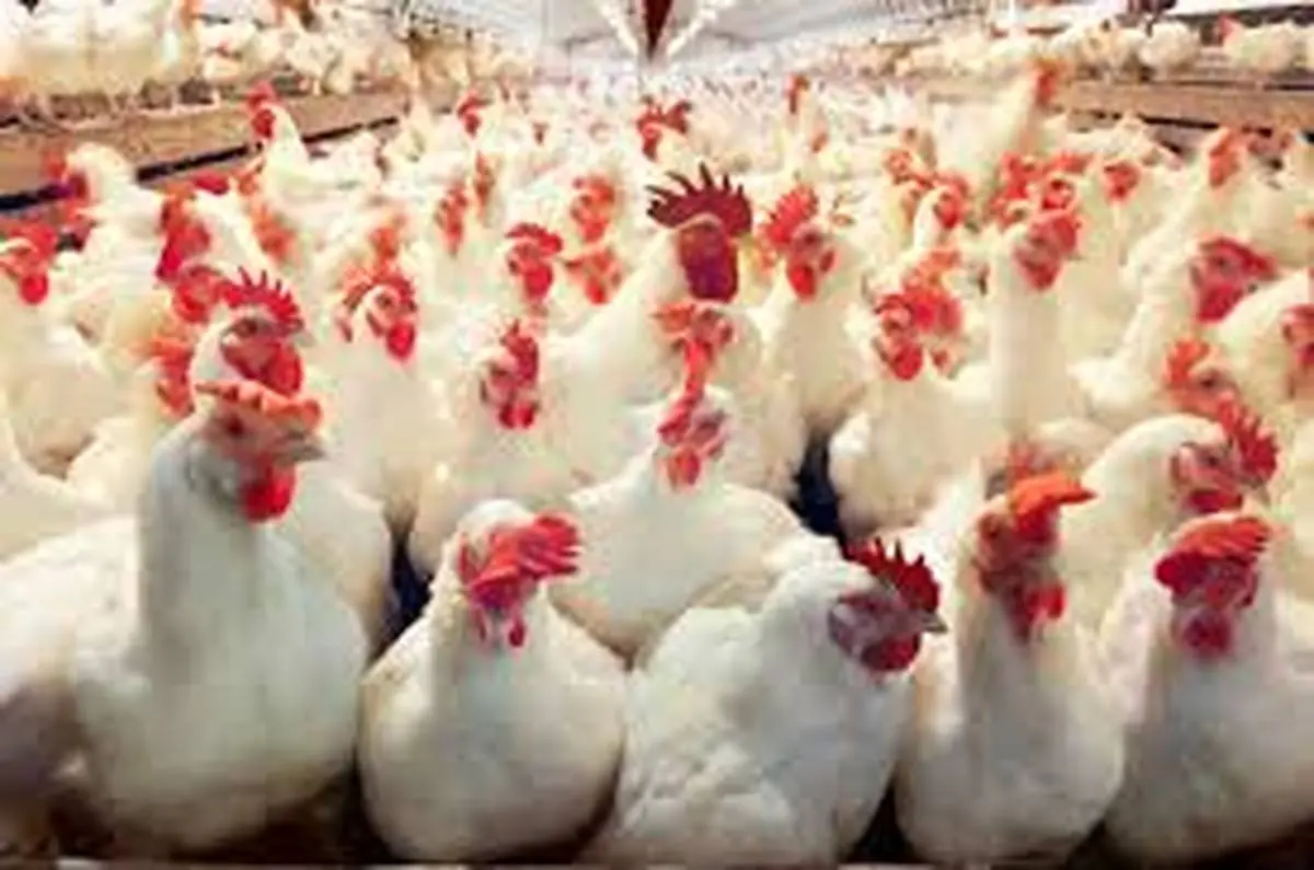 تولید سالیانه بیش‌از هزار تن گوشت مرغ در نیکشهر 