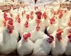 تولید سالیانه بیش‌از هزار تن گوشت مرغ در نیکشهر 