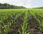 رشد 72 درصدی تسهیلات پرداختی بانک کشاورزی در حمایت از زراعت محصولات بهاره و پاییزه
