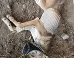 وضعیت دردناک حیوانات باغ وحش‌ صفادشت